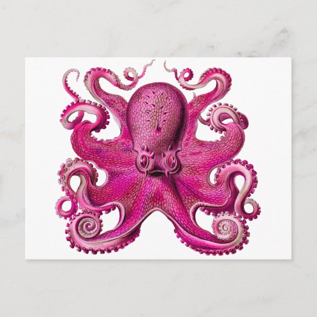 Cartão Postal Haeckel Octopus Rosa (Frente)