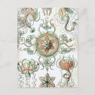 Cartão Postal Haeckel Trachomedusae