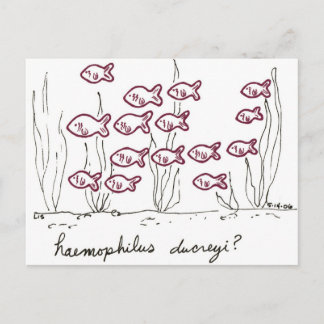 Cartão postal Haemophilus Ducreyi