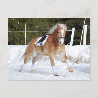 Cartão Postal Haflinger 4