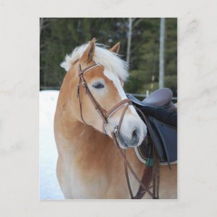 Cartão Postal Haflinger 8