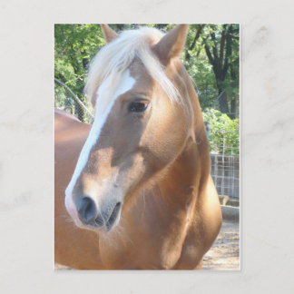 Cartão Postal Haflinger Horse