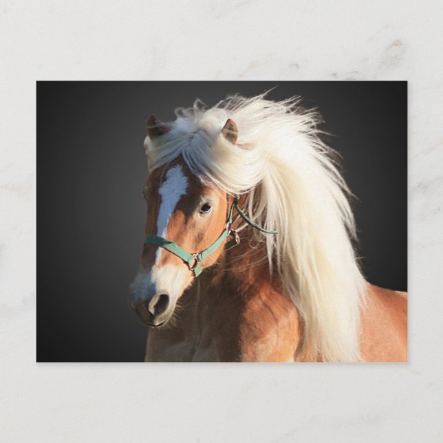 Cartão Postal Haflinger Horse com um belo homem (Frente)