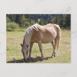 Cartão Postal Haflinger Palomino Pony em Pastura Verde Foto