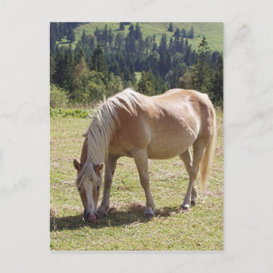 Cartão Postal Haflinger Palomino Pony em Pastura Verde Foto
