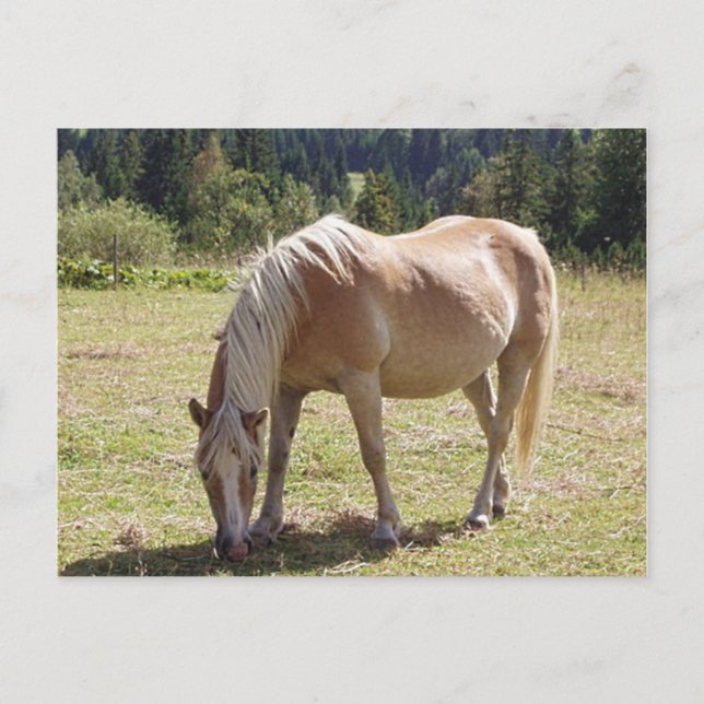 Cartão Postal Haflinger Palomino Pony no Verão Pasture Foto (Frente)