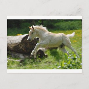 Cartão Postal Haflinger Pony