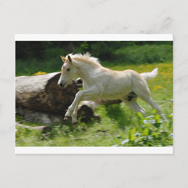 Cartão Postal Haflinger Pony (Frente)