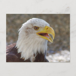 Cartão Postal Haliaeetus leucocephalus