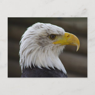 Cartão Postal Haliaeetus leucocephalus
