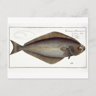 Cartão Postal Halibut (Pleuronectes Hippoglossus), placa XLVII p