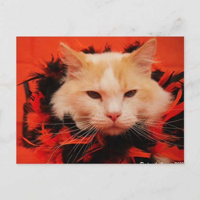 Cartão Postal Halloween Cat (Frente)