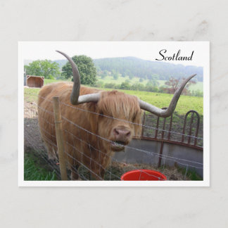 Cartão Postal Hamish the Hairy Coo, Escócia