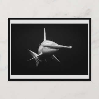 Cartão Postal Hammer head shark BW 002 Carte postale ハンマーヘッド