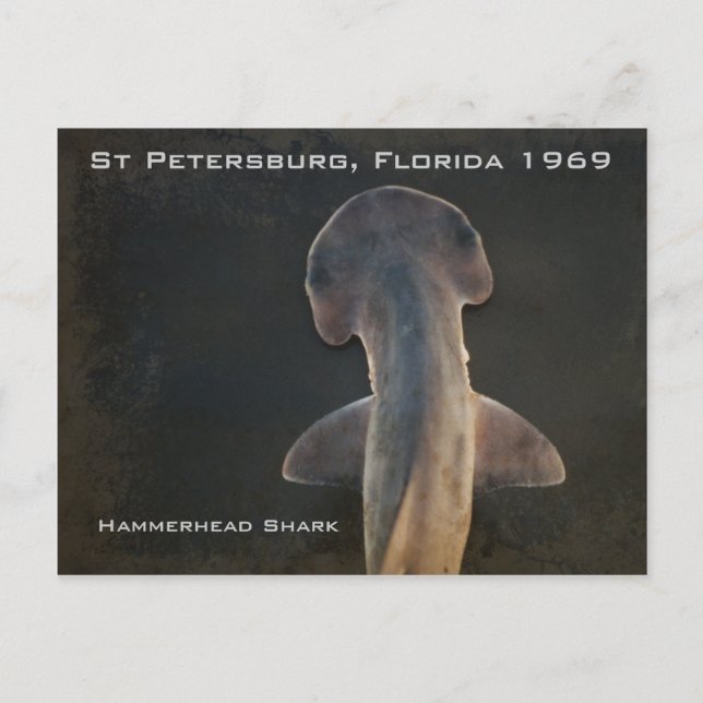 Cartão postal Hammerhead Shark Florida (Frente)