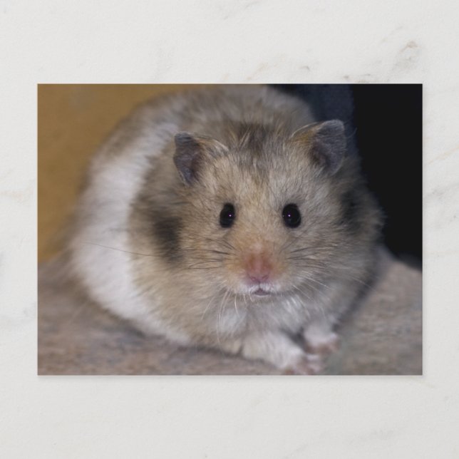 Cartão postal Hammie (Frente)