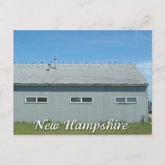 Cartão Postal Hampton Beach, New Hampshire seagulls