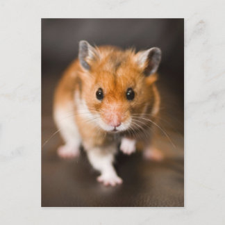 Cartão Postal Hamster
