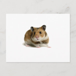 Cartão Postal Hamster