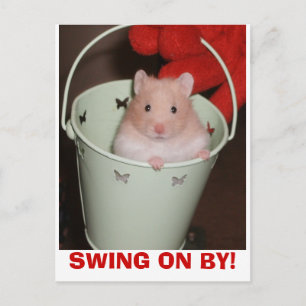Cartão Postal hamster