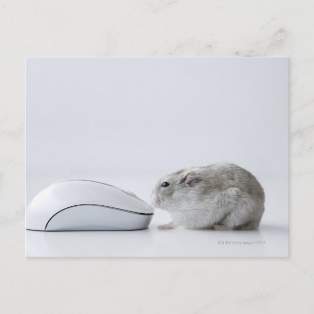 Cartão Postal Hamster and Computer mouse (Frente)