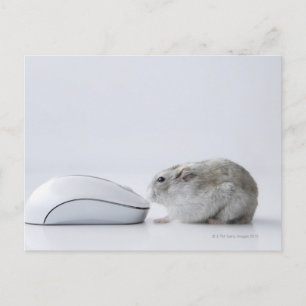 Cartão Postal Hamster and Computer mouse