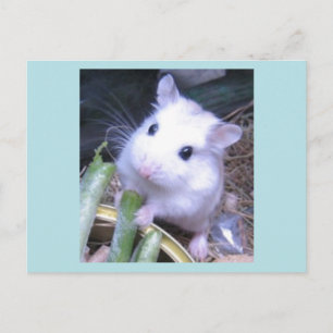 Cartão Postal Hamster Branco