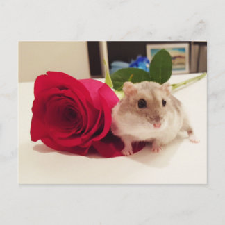 Cartão Postal Hamster com Rosa
