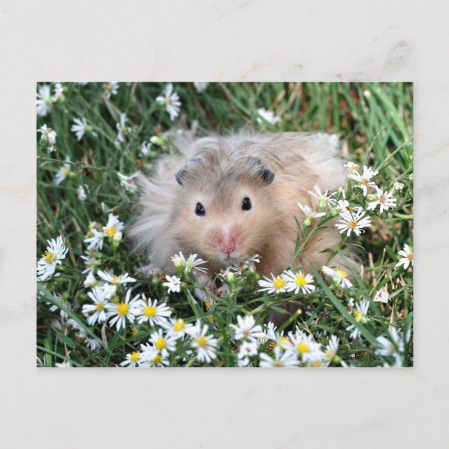 Cartão Postal Hamster da flor (Frente)
