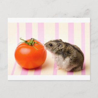 Cartão Postal Hamster e tomate