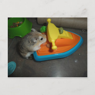 Cartão Postal Hamster em um Jet-ski