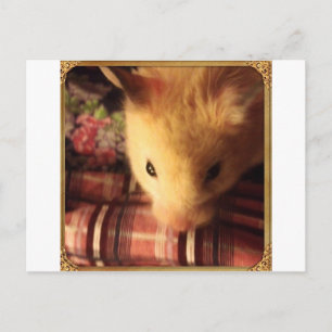 Cartão Postal Hamster Sírio Cute
