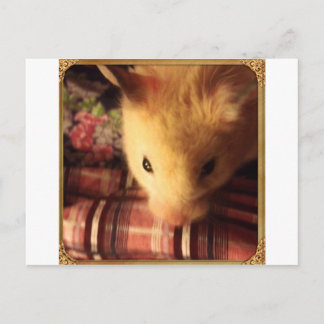Cartão Postal Hamster Sírio Cute