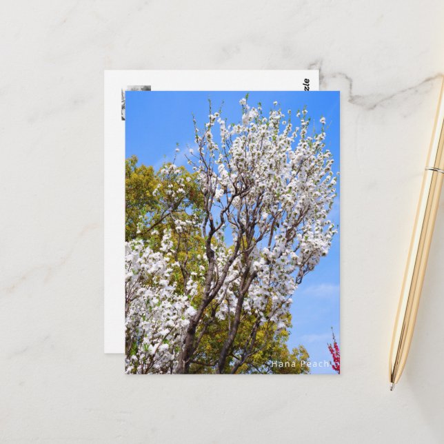 Cartão Postal Hana Peach (Frente/Verso In Situ)