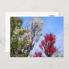 Cartão Postal Hana Peach