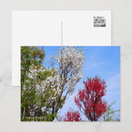 Cartão Postal Hana Peach