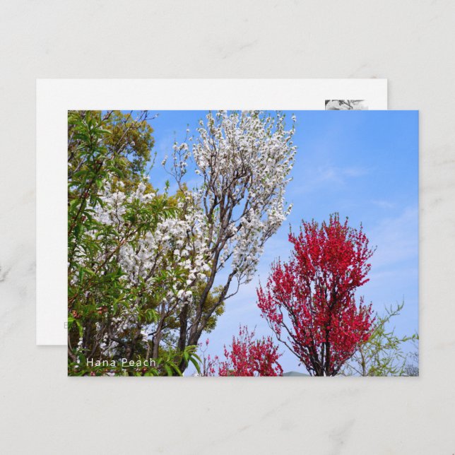 Cartão Postal Hana Peach (Frente/Verso)