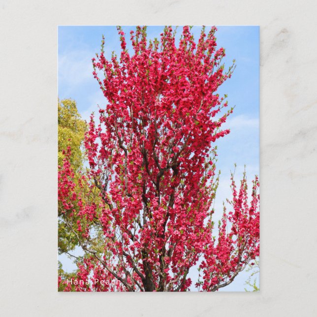 Cartão Postal Hana Peach (Frente)
