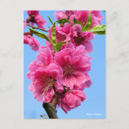Cartão Postal Hana Peach [Cartão-postal]