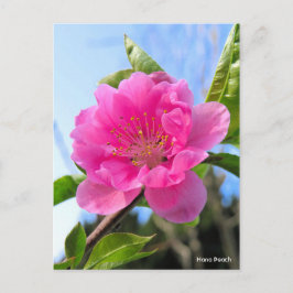 Cartão Postal Hana Peach [Cartão-postal]