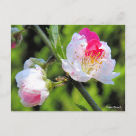 Cartão Postal Hana Peach [Cartão-postal]