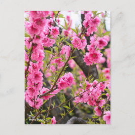 Cartão Postal Hana Peach [Cartão-postal]