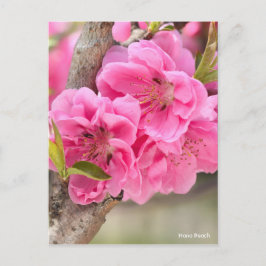 Cartão Postal Hana Peach [Cartão-postal]