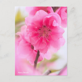 Cartão Postal Hana Peach [Cartão-postal]