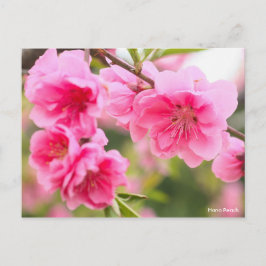 Cartão Postal Hana Peach [Postcard]