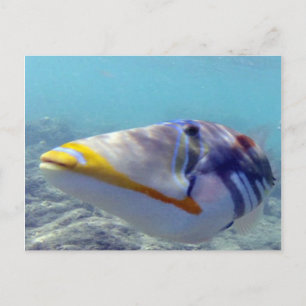 Cartão Postal HANAUMA BAY HAWAII - Humuhumunukunukuapua