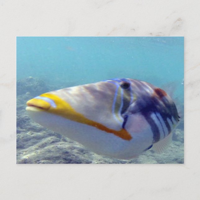 Cartão Postal HANAUMA BAY HAWAII - Humuhumunukunukuapua (Frente)