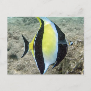 Cartão Postal Hanauma Bay Hawaii Moorish Idol