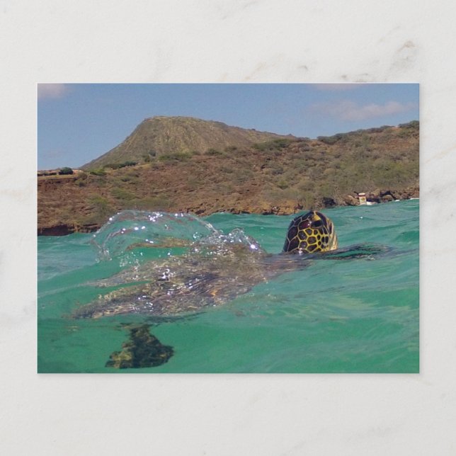 Cartão Postal Hanauma Bay Hawaii Turtle (Frente)