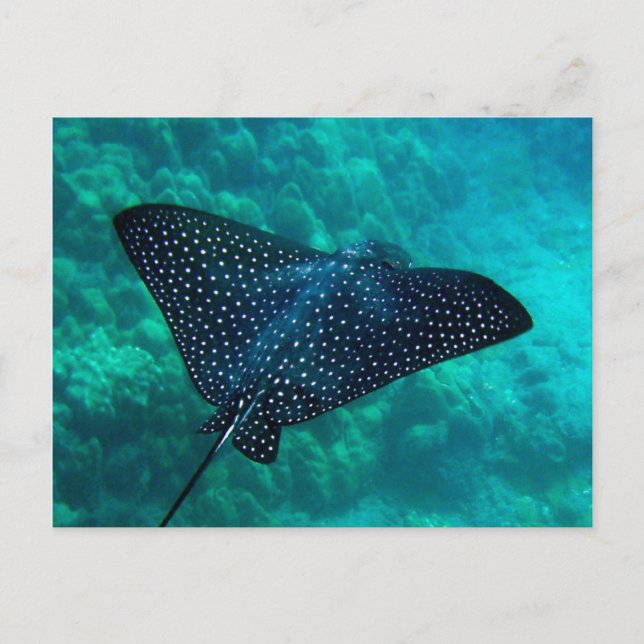 Cartão Postal Hanauma Bay Spotted Eagle Ray (Frente)